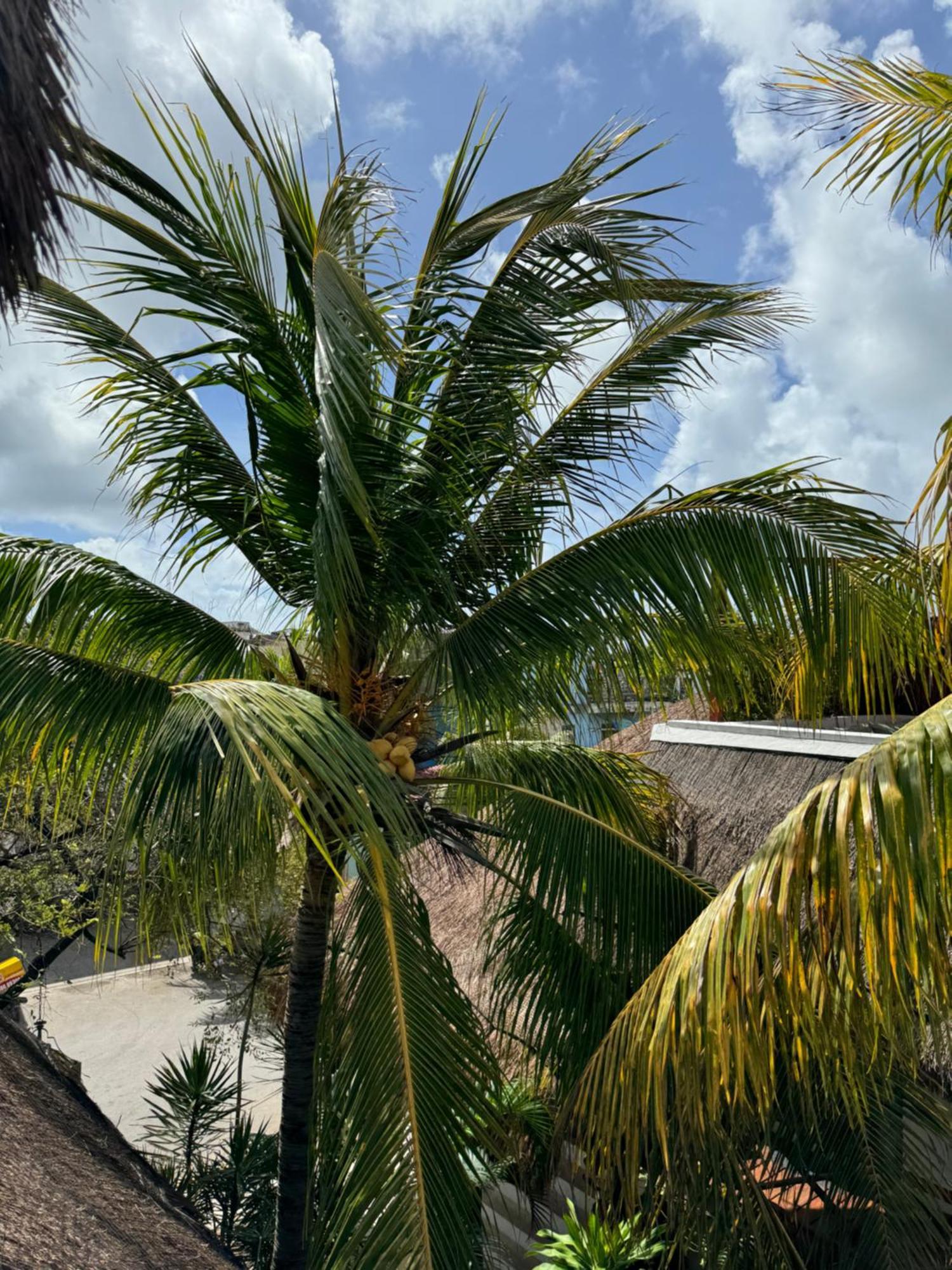 Kin Ha Tulum Hotel Exteriör bild